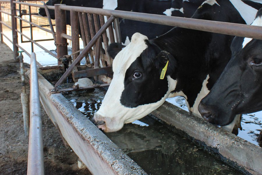 bebedero img 0399 900x600 1