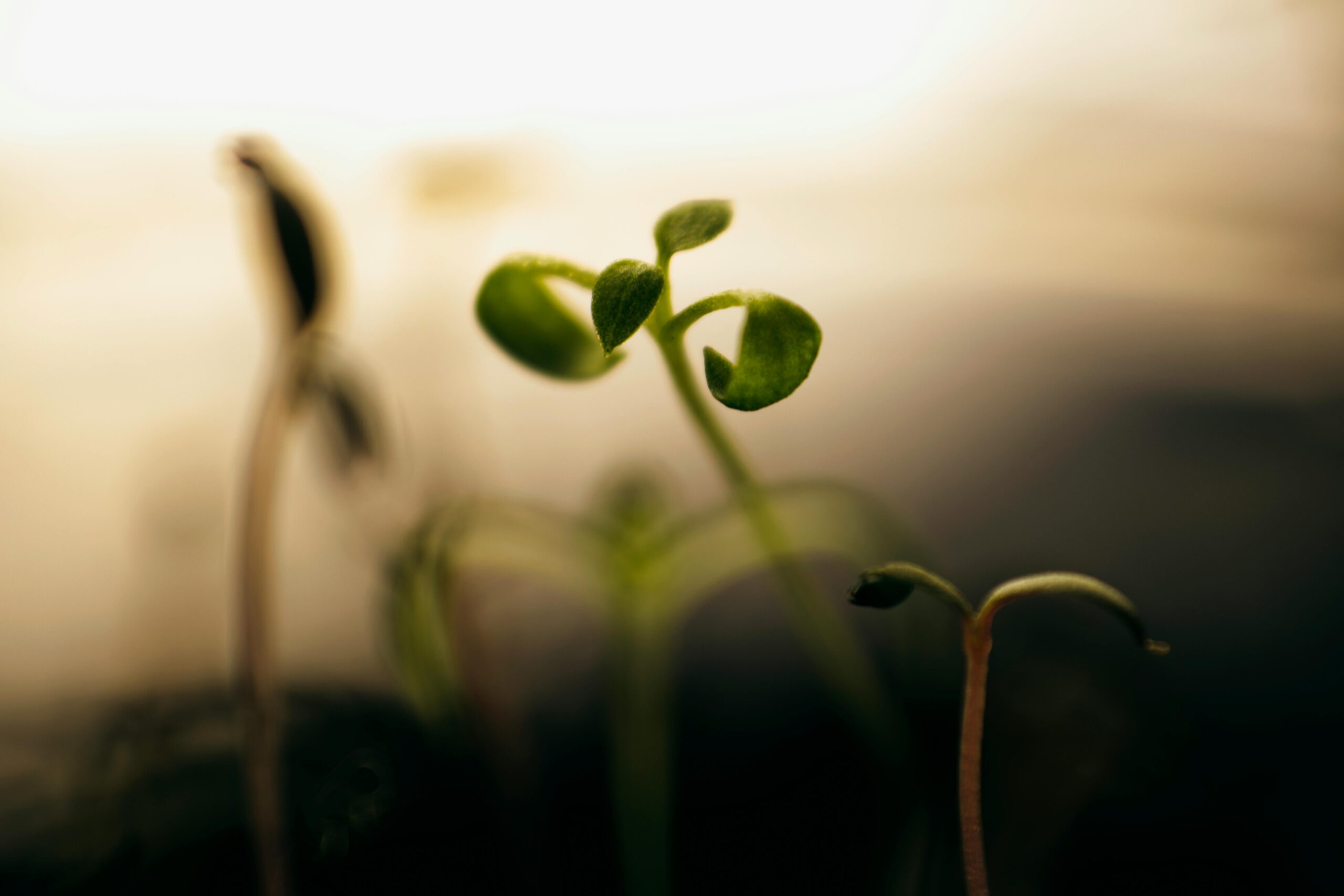 A detailed macro shot of young green seedlings with a dreamy, blurred background, symbolizing new growth and life.